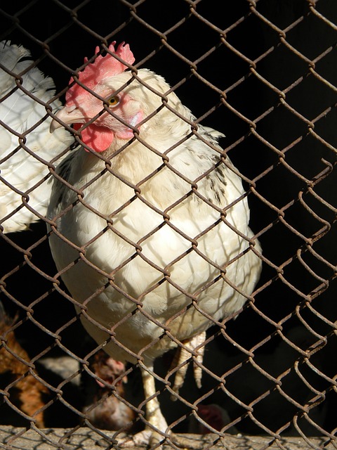 Opta英超预测：切尔西曼联主胜概率超半数；曼城客场困难重重.