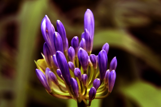 洛卡特利的 洛卡特利的